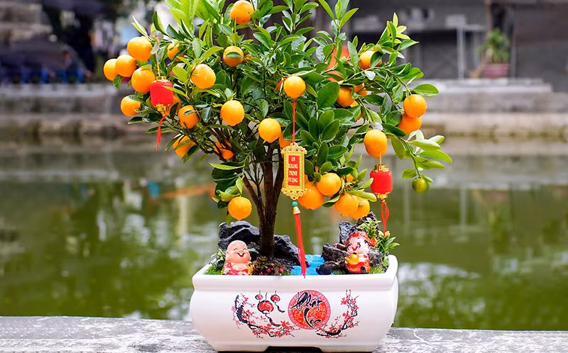 Significado del kumquat en costumbres tradicionales del Tet vietnamita ảnh 2