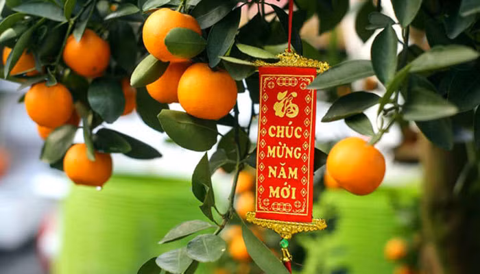 Significado del kumquat en costumbres tradicionales del Tet vietnamita ảnh 1