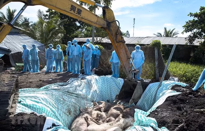 Sacrificaron en Hanoi más del 20 por ciento del rebaño porcino por epidemia ảnh 1