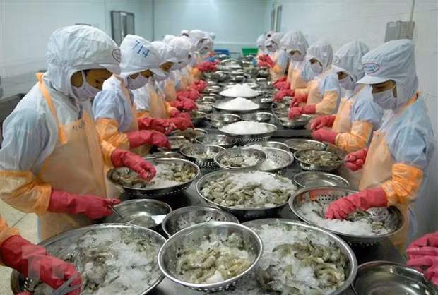 Productores vietnamitas de camarones por desarrollar a largo plazo ảnh 1