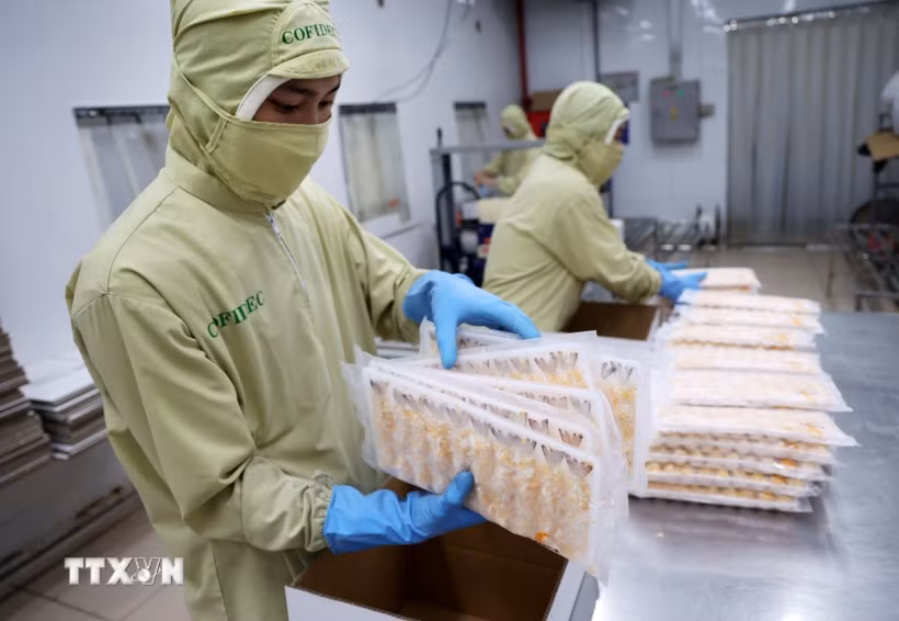Empaque de camarones procesados para su exportación a Japón. (Foto: VNA) 