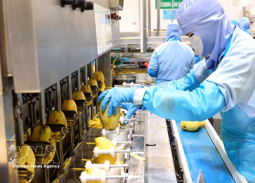 Línea automatizada de pelado de mangos en la fábrica ANTESCO, en la comuna de Chau Phu, provincia de An Giang. (Foto: VNA)