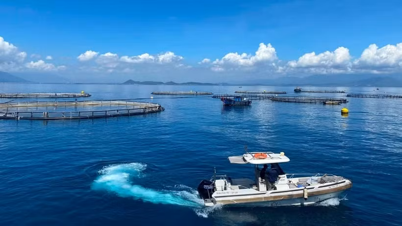 Zona de cultivo de lubina de alta tecnología en aguas profundas de la empresa Australis Vietnam Fisheries en la bahía de Van Phong, provincia de Khanh Hoa. (Foto: nhandan.vn)