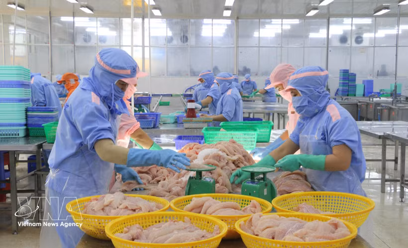 Procesamiento de productos acuícolas para la exportación en la provincia de An Giang. (Foto: VNA)