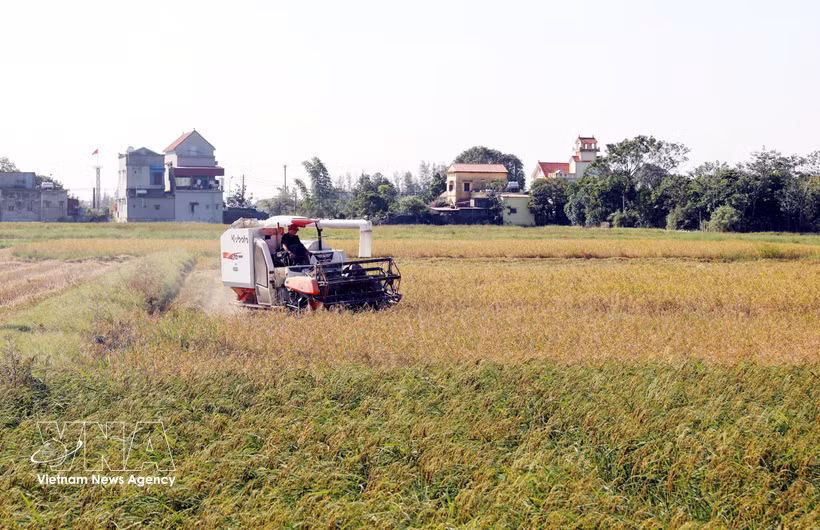 Cosecha de arroz en la comuna de Xuan Giang, provincia de Ninh Binh. (Foto: VNA)