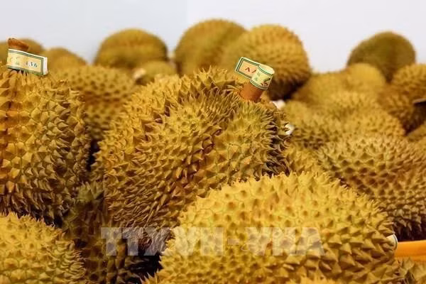 El valor de exportación del durian vietnamita en 2024 totalizó los 3,3 mil millones de dólares. (Fuente: VNA)
