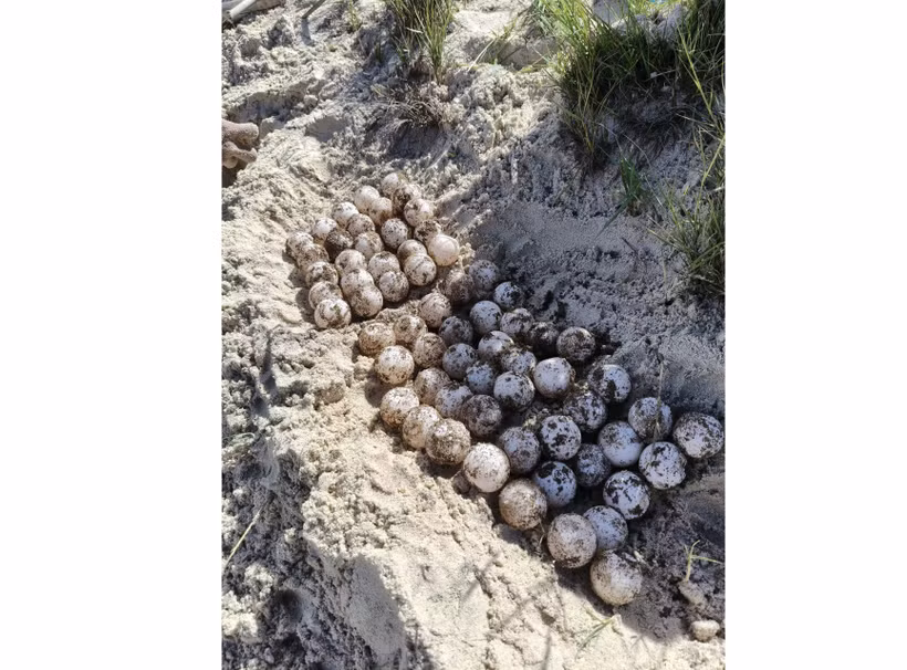 Los huevos encontrados en la isla de Hon Cau (Foto: VNA)