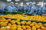 Procesamiento de mango vietnamita para exportar a Estados Unidos, la Unión Europea, Corea del Sur y Japón en una empresa de la provincia de An Giang (Fuente: VNA)