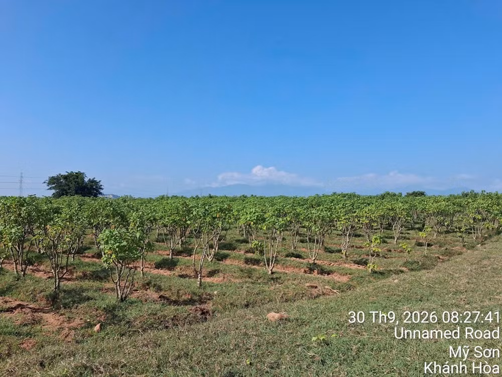 vung-trong-jatropha2.jpg