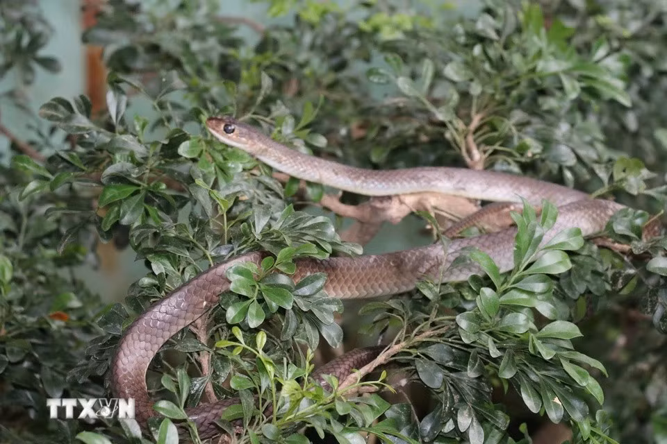 En la granja de Dong Tam se crían serpientes no venenosas para proporcionar alimento a las cobras reales. (Foto: VNA)