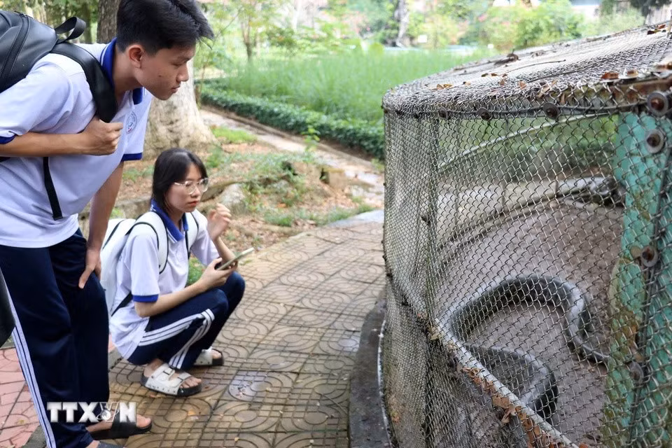 Las cobras reales y las cobras son dos especies raras y en peligro de extinción que se conservan en la granja de serpientes Dong Tam. (Foto: VNA)