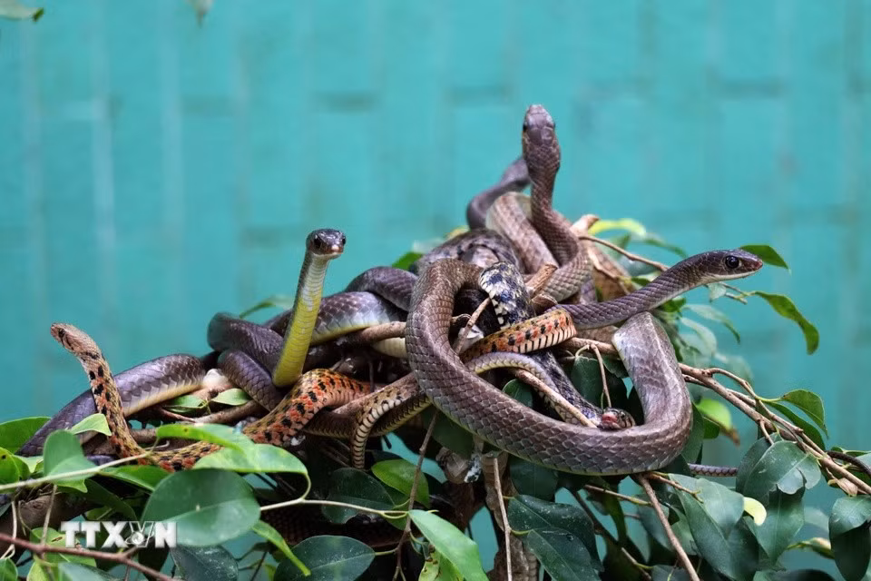 Área de cría seminatural de serpientes en la granja Dong Tam. (Foto: VNA)