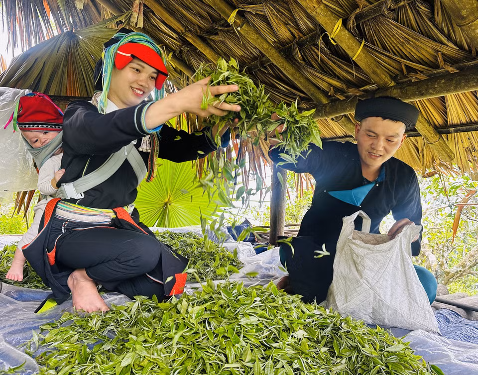 Los Dao en la provincia de Ha Giang cosechan té de primavera en la cima de Tay Con Linh. Foto: VNA
