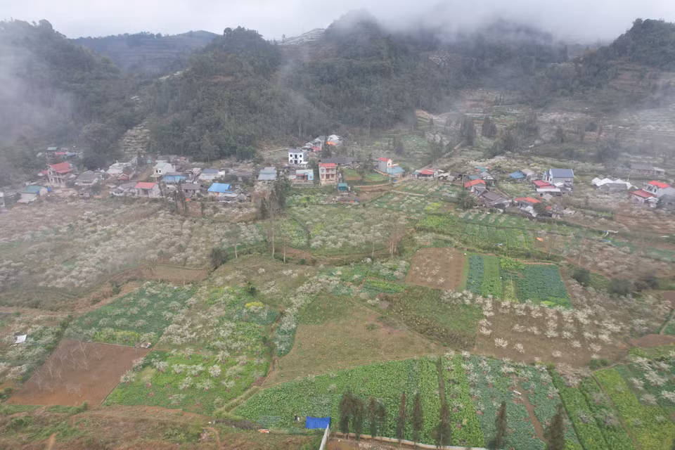 Grandes jardines de ciruelos adornan las montañas y los bosques de Bac Ha con un color blanco puro a principios de la primavera. Foto: VNA