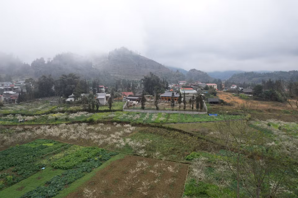 Grandes jardines de ciruelos adornan las montañas y los bosques de Bac Ha con un color blanco puro a principios de la primavera. Foto: VNA
