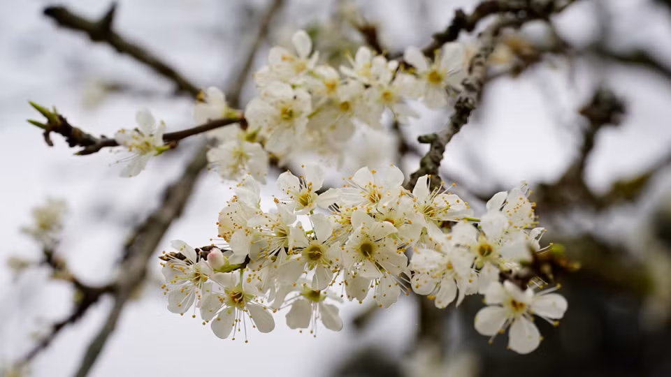 Las flores del ciruelo de Bac Ha tienen una característica belleza suave y pura. Foto: VNA