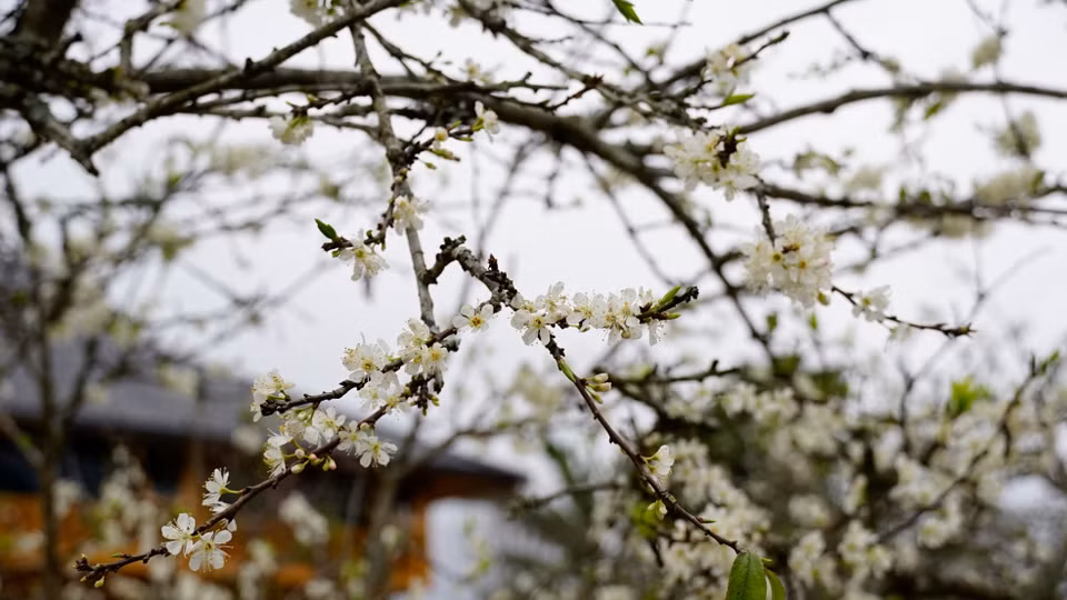 Las flores del ciruelo de Bac Ha tienen una belleza suave y pura. Foto: VNA
