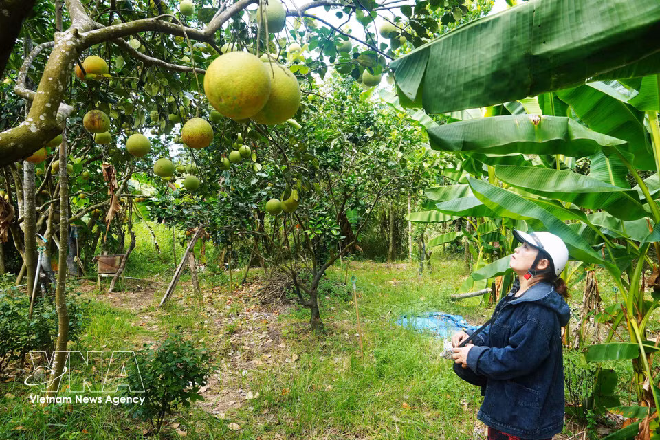 El propietario de un huerto de pomelos Thanh Tra en el barrio de Thuy Xuan, ciudad de Hue, inspecciona la fruta antes de la cosecha principal. Foto: VNA