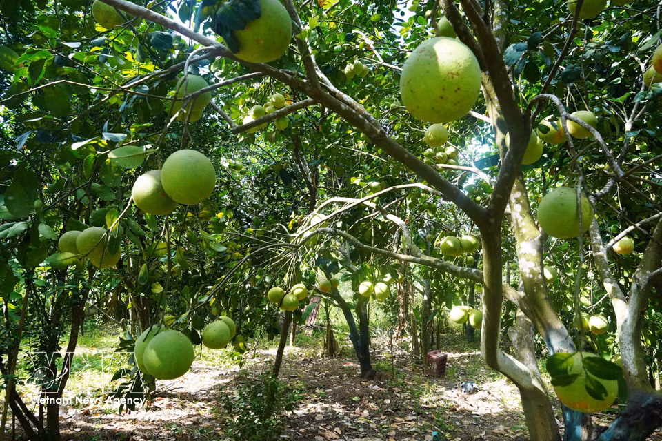 Un huerto de pomelos Thanh Tra en el barrio de Thuy Xuan, ciudad de Hue, ofrece una cosecha abundante durante la temporada alta. Foto: VNA