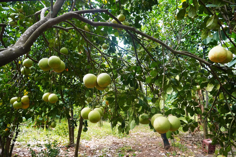 Un huerto de pomelos Thanh Tra en el barrio de Thuy Xuan, ciudad de Hue, ofrece una cosecha abundante durante la temporada alta. Foto: VNA