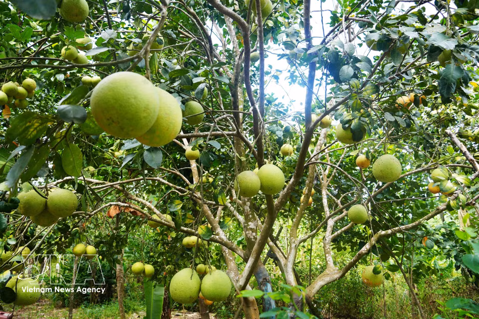 Un huerto de pomelos Thanh Tra en el barrio de Thuy Xuan, ciudad de Hue, ofrece una cosecha abundante durante la temporada alta. Foto: VNA