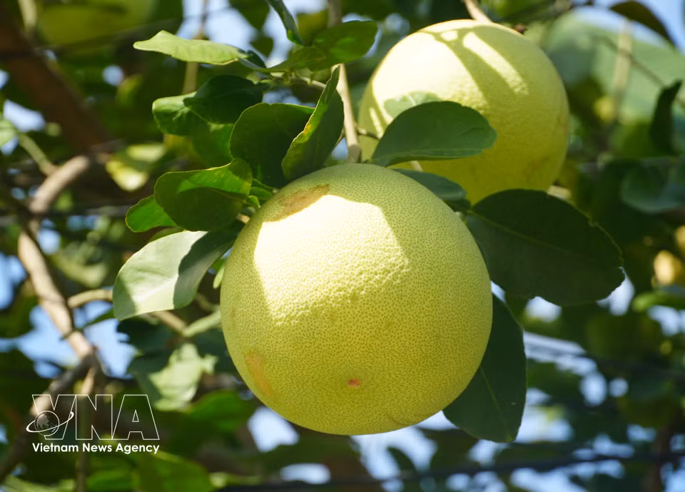 Durante la temporada alta, el pomelo Thanh Tra del barrio de Thuy Xuan, ciudad de Hue, se caracteriza por una cáscara fina y lisa que adquiere un color amarillo. Foto: VNA