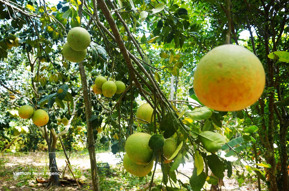 Un huerto de pomelos Thanh Tra en el barrio de Thuy Xuan, ciudad de Hue, ofrece una cosecha abundante durante la temporada alta. Foto: VNA