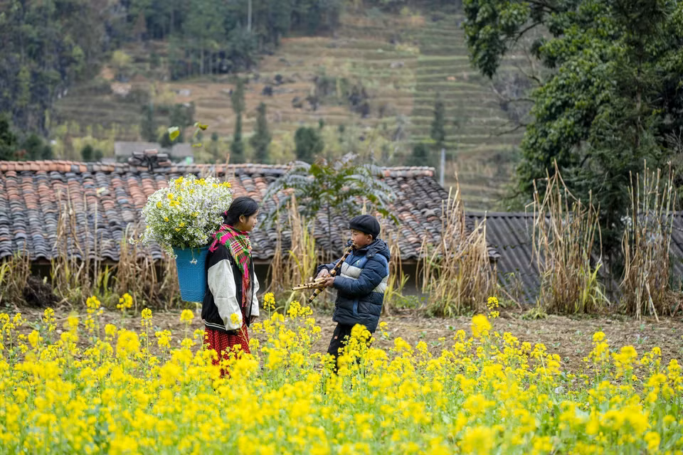 Los brillantes colores de las flores de canola en la comuna de Sung La, distrito de Dong Van, Ha Giang. (Foto: VNA)
