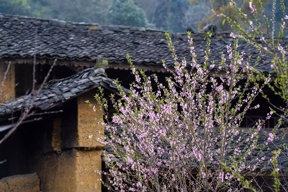 Flores de durazno bajo los tejados de las casas en la aldea de Lo Lo, comuna de Lung Cu, distrito de Dong Van, Ha Giang. (Foto: VNA)