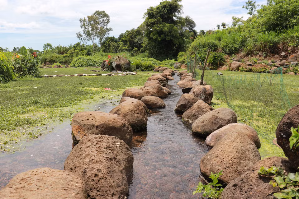 Gracias a la fresca fuente de agua subterránea del antiguo pozo de Gio An, los habitantes de la zona han podido cultivar una hortaliza especial, el berro, famoso por su pureza. (Foto: VNA)