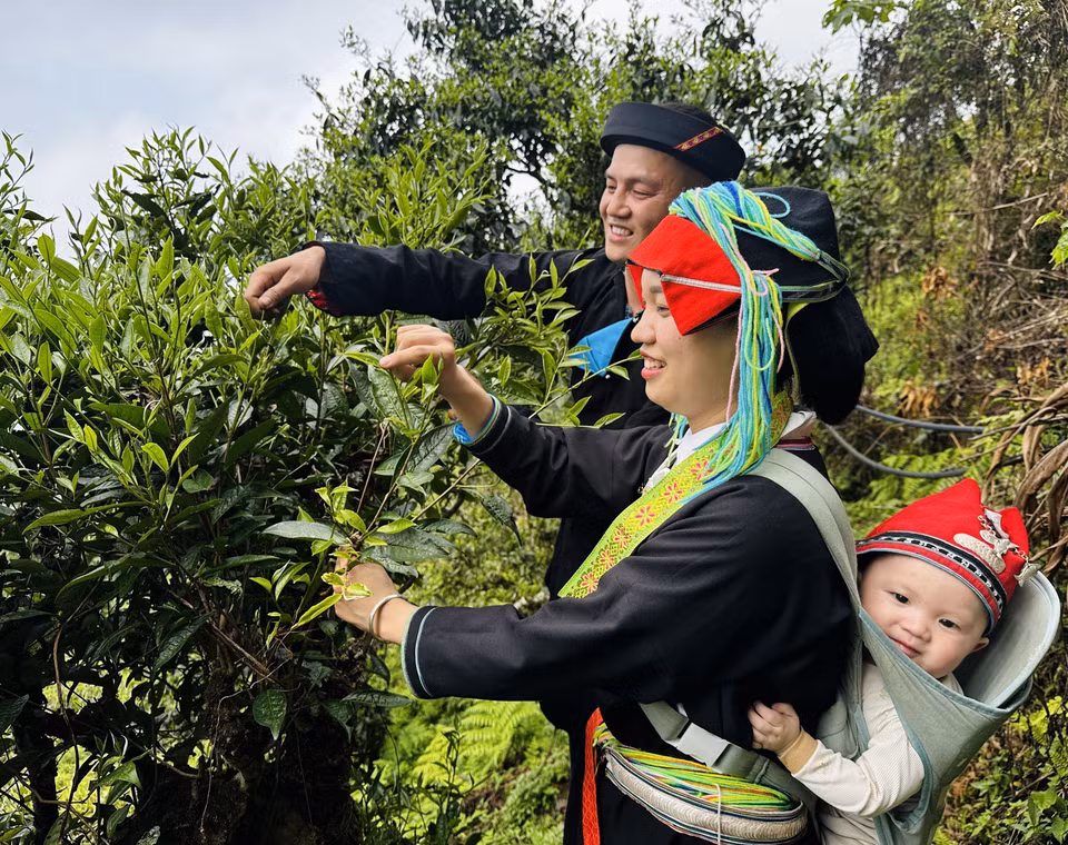 Los Dao en la provincia Ha Giang recogen hojas en árboles de té Shan Tuyet de cientos de años de antigüedad. Foto: VNA