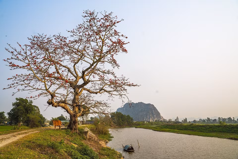 Un antiguo árbol de flor del algodonero rojo en el distrito de Yen Mo, provincia de Ninh Binh. (Foto: VNA)