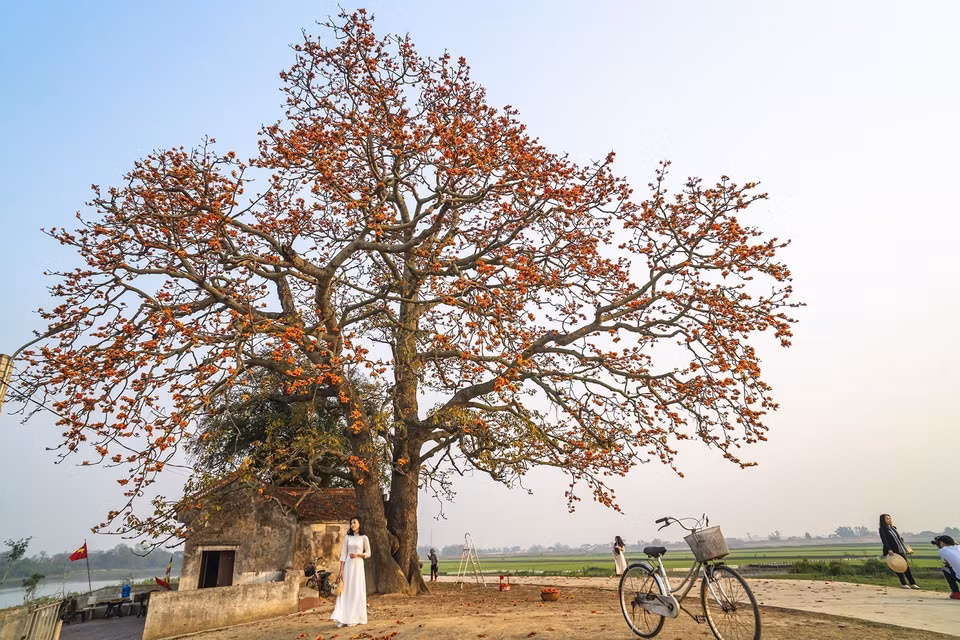 En 2021, el árbol en el templo de Ba Co (en la aldea de Tan My, en la comuna de Lang Son, ciudad de Bac Giang) fue reconocido por la Asociación de Paisajismo de Vietnam como un "árbol antiguo de valor histórico y cultural". (Foto: VNA)