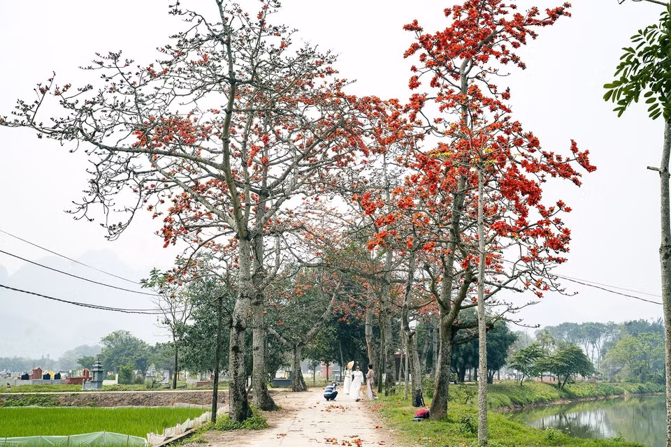 Las flores alcanzan su máximo esplendor durante dos o tres semanas, generalmente a finales de marzo o principios de abril. (Foto: VNA)