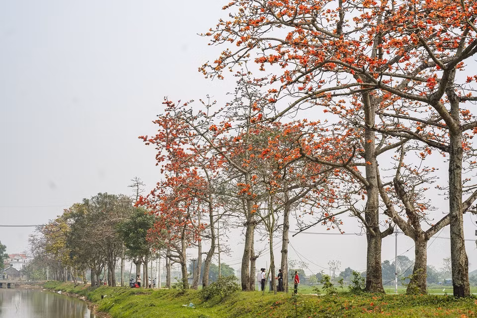 La flor del algodonero rojo brilla en la aldea de Doan Un, comuna de My An, distrito de My Duc, Hanoi. (Foto: VNA)