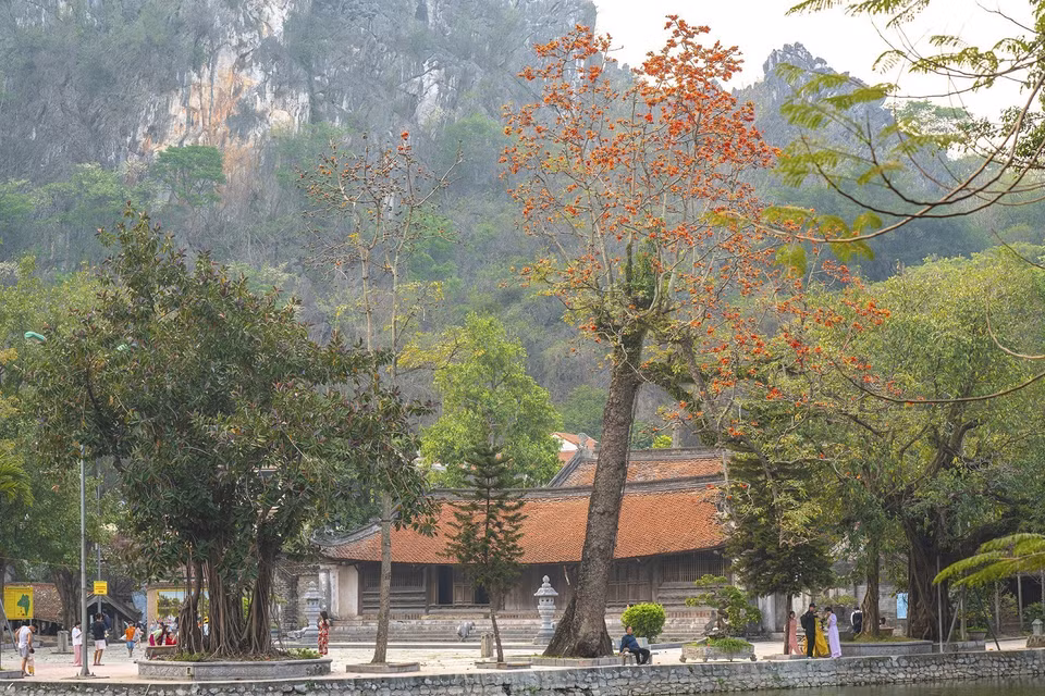 La flor del algodonero rojo es un punto destacado en la Pagoda Thay, en las afueras de Hanoi. (Foto: VNA)