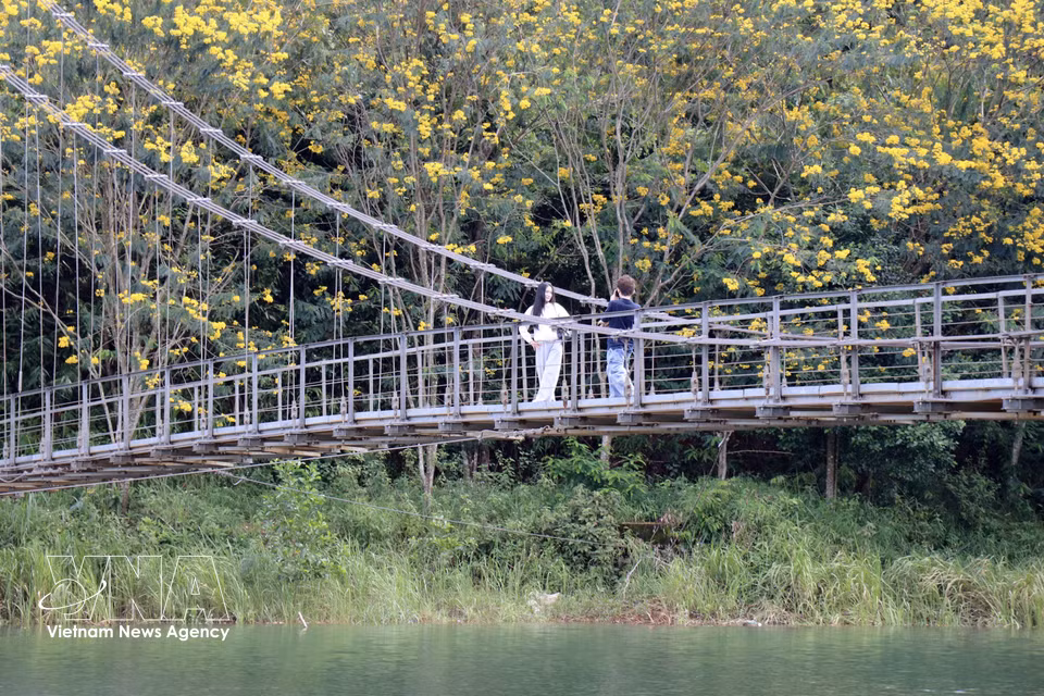 El puente colgante de Dak R’Tih en el barrio de Nam Gia Nghia, provincia de Lam Dong, destaca gracias a los tonos amarillos de las flores de flamboyán, creando un paisaje singular a principios de octubre. Foto: VNA