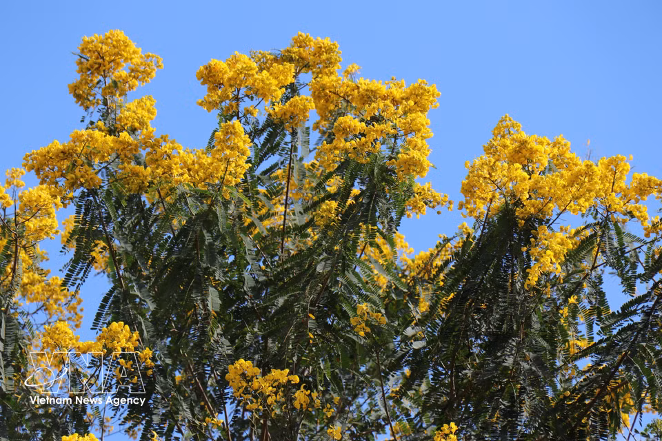 Flores amarillas de flamboyán en flor en el puente colgante de Dak R’Tih. Foto: VNA