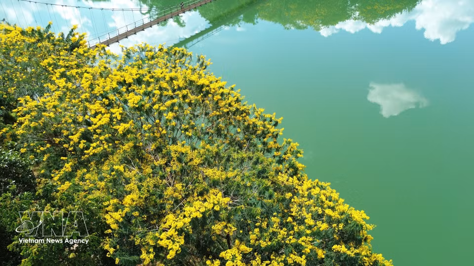 El amarillo de las flores de flamboyán resalta sobre las aguas del lago Dak R’Tih, en el barrio de Nam Gia Nghia, provincia de Lam Dong. Foto: VNA