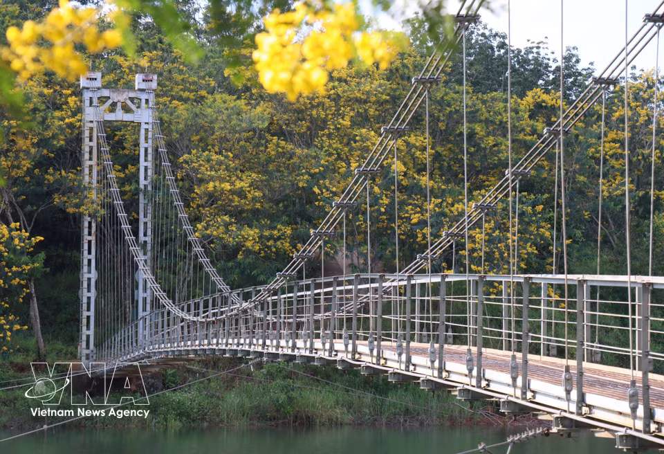 Hileras de árboles de flamboyán amarillo exhiben sus colores vibrantes junto al puente colgante de Dak R’Tih, en el barrio de Nam Gia Nghia, provincia de Lam Dong, creando una escena poética durante la temporada de floración. Foto: VNA