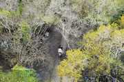 Bosque de manglares de Ru Cha se viste de otoño
