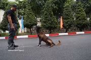 Los silenciosos "agentes de cuatro patas" de la protección de seguridad