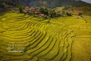 La temporada dorada en el valle de Chieng Sinh