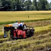 En un campo de arroz (Fuente: VNA)