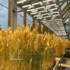 Modelo experimental de cultivos de cereales en un invernadero del Instituto de Biotecnología Agrícola de la Universidad Nacional Agrícola K.A. Timiryazev de Rusia. Foto: VNA
