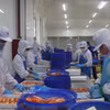Procesamiento de langostinos de agua dulce para exportación. (Foto: VNA)