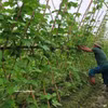 Modelo de cultivo de hortalizas orgánicas de la Cooperativa de Producción de Hortalizas Orgánicas de la Comuna de Trung Gia, Hanoi. Foto: VNA