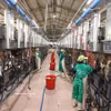 Extracción de leche en una granja lechera de Vinamilk en la provincia de Gia Lai. (Foto: VNA)