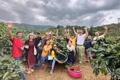  Un siglo de café de Khe Sanh: la tierra roja que da vida al prestigioso arábica vietnamita