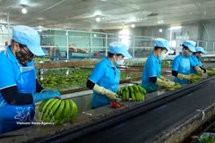 Productos de plátano son clasificados antes de ser envasados para su exportación. Foto: Hoai Nam – VNA